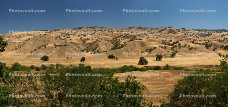 Dry Mountin Hills, trees