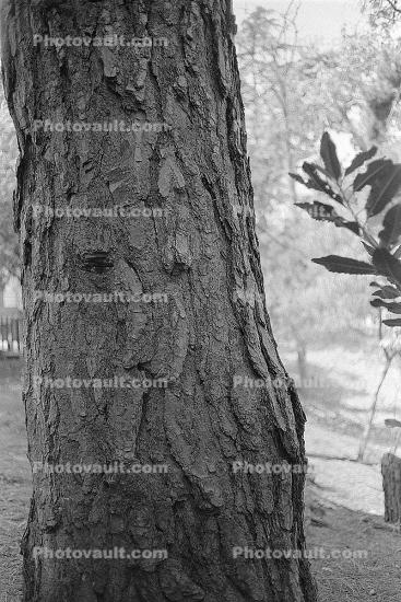 Tree Bark, Point Loma, San Diego