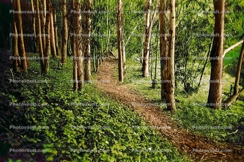 Trees, Woodland, Forest, hobbit path, trail