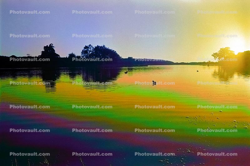 Psychedelic Lagoon, sunset, water, duck, psyscape
