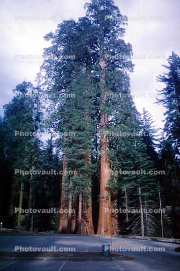 Giant sequoia, (Sequoiadendron giganteum), 1950s