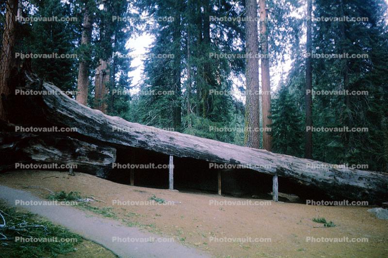 Centennial Stump, Diameter - 24 feet, Giant sequoia (Sequoiadendron giganteum), 1950s