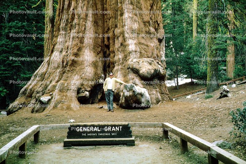 General Grant Tree, Giant sequoia, (Sequoiadendron giganteum), 1950s