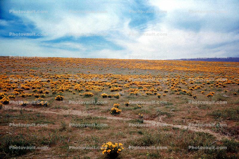 Flowery Landscape, Field of Flowers