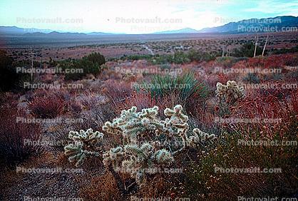 Cholla Cactus, Desert