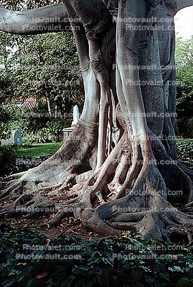 Trees, extensive root system