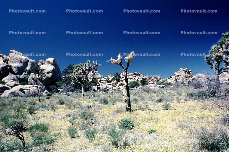 Joshua Tree (Yucca brevifolia), Monocot, Asparagales, Asparagaceae, Agavoideae, Angiosperms