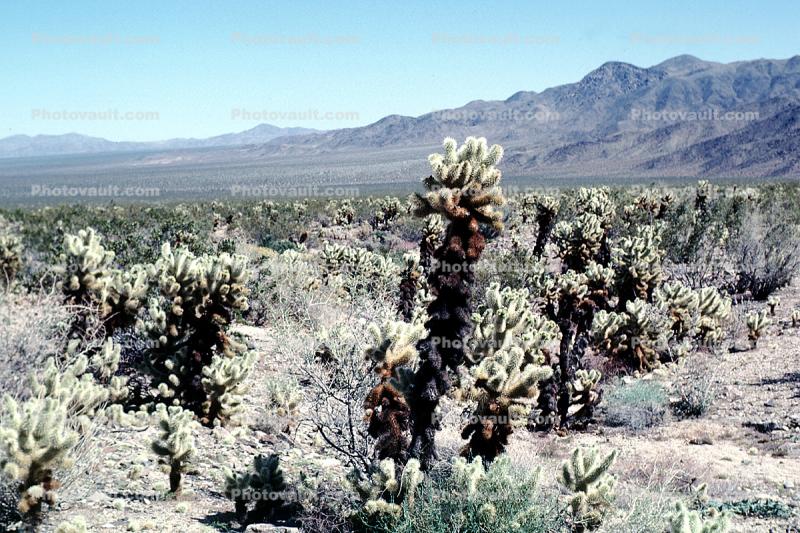 Cholla Cactus Garden, Mountains, Forest, valley