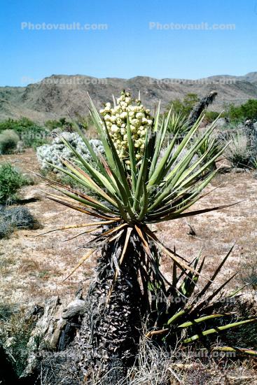 Banana Yucca, (Yucca baccata), Monocot, Asparagales, Asparagaceae, Agavoideae, Yucca Plant