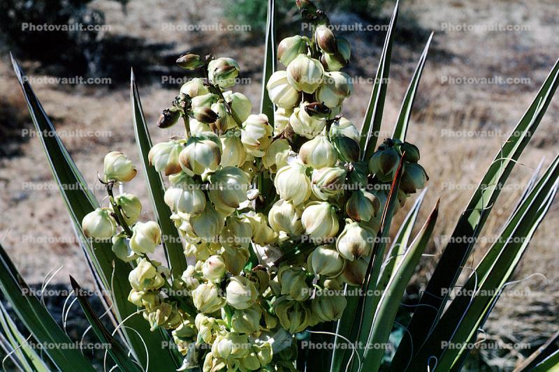 Banana Yucca, (Yucca baccata), Monocot, Asparagales, Asparagaceae, Agavoideae, Yucca Plant