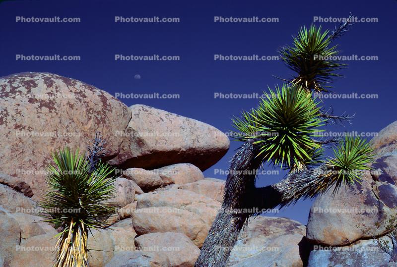 Joshua Tree (Yucca brevifolia), Monocot, Asparagales, Asparagaceae, Agavoideae, Angiosperms
