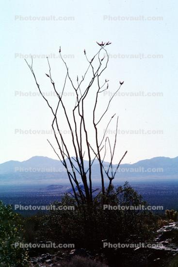 Ocotillo Cactus, (Fonquieria splendens), Joshua Tree National Monument