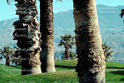 Palm Trees, mountain, Palm Springs