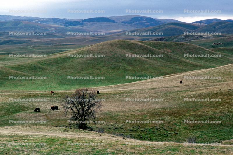 Rolling Hills, mountains, tree, grazing cows