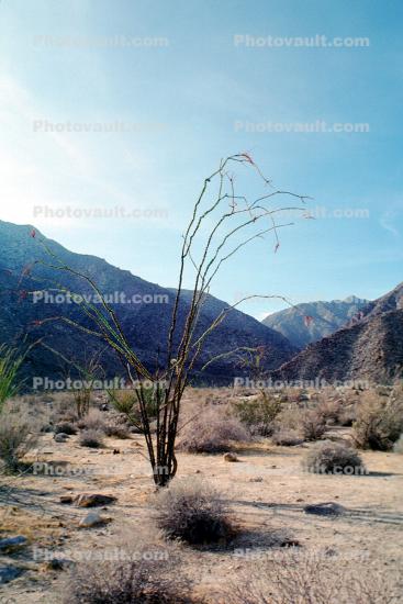 Ocotillo Cactus, (Fonquieria splendens), Anza-Borrego Desert State Park