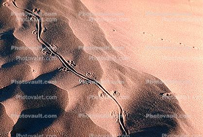 Lizard Tracks, Sand Dunes, texture, sandy
