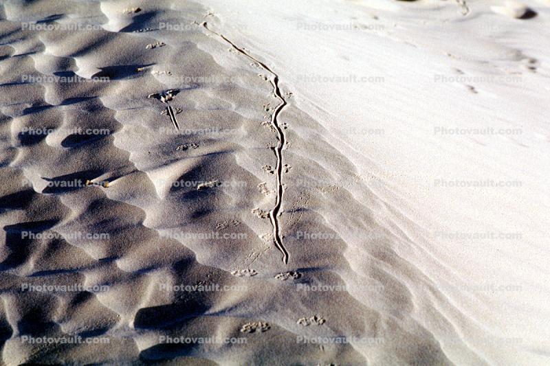 Lizard Tracks, Sand Dunes, texture, sandy