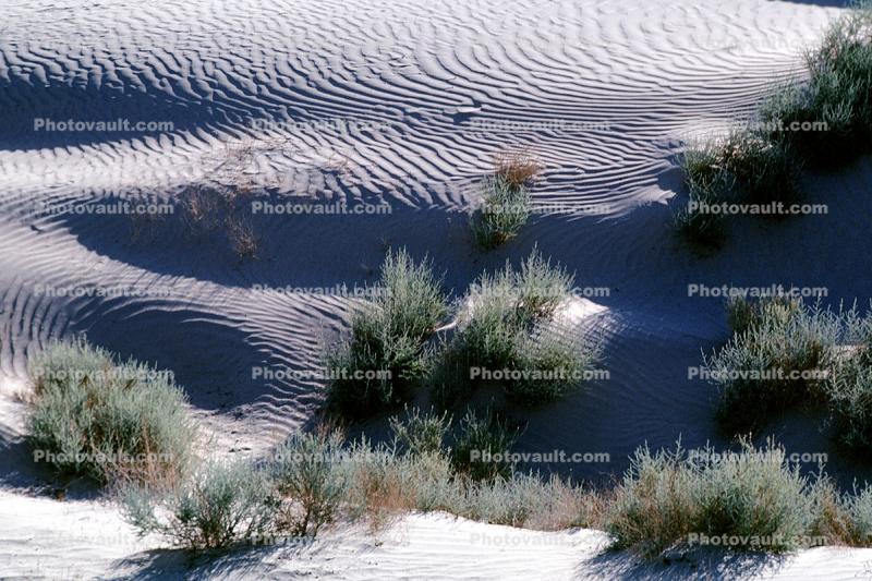 Sand Dunes, texture, sandy, bush