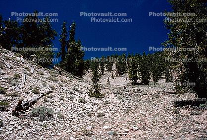 Bristlecone Pines Forest