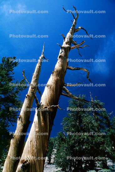 Bristlecone Pine Tree, (Pinus longaeva)