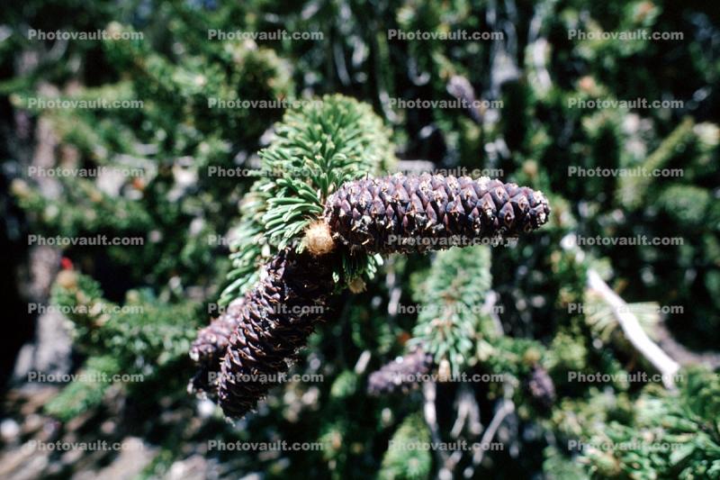 Pine Cones, (Pinus longaeva), Purple