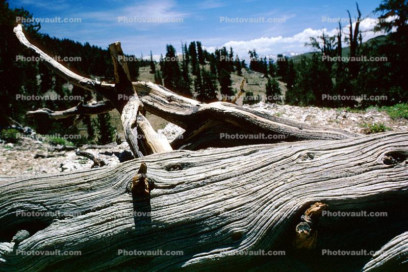 Gnarled Tree, dry, desiccated, wood texture, (Pinus longaeva)