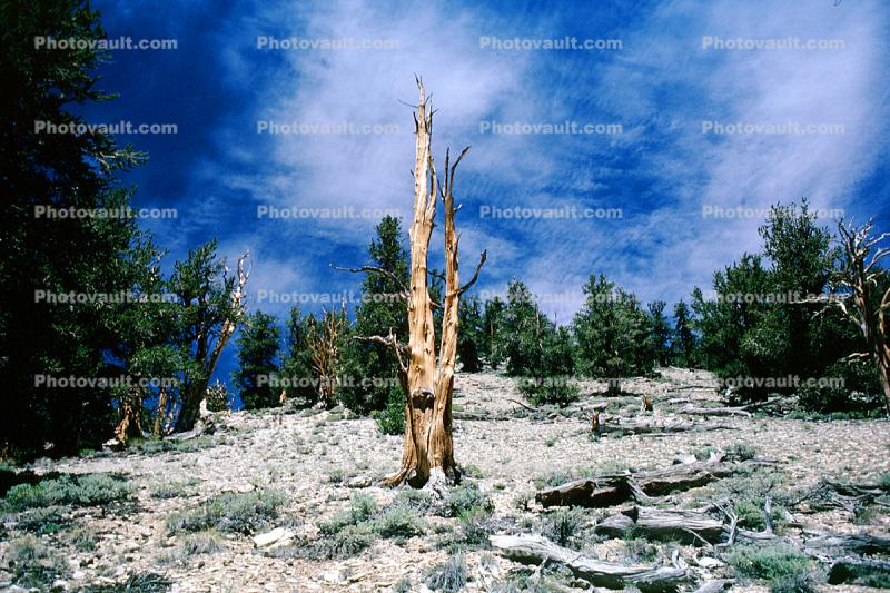 Gnarled Trees, dry, desiccated, (Pinus longaeva)