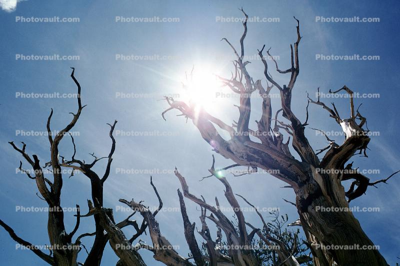 Gnarled Trees, dry, desiccated, (Pinus longaeva), Sun