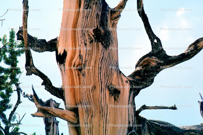 Gnarled Trees, dry, desiccated, (Pinus longaeva), twisted, twistree