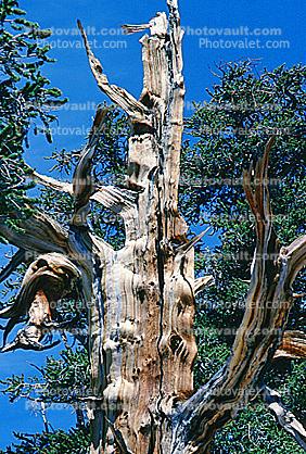 Gnarled Trees, dry, desiccated, (Pinus longaeva)