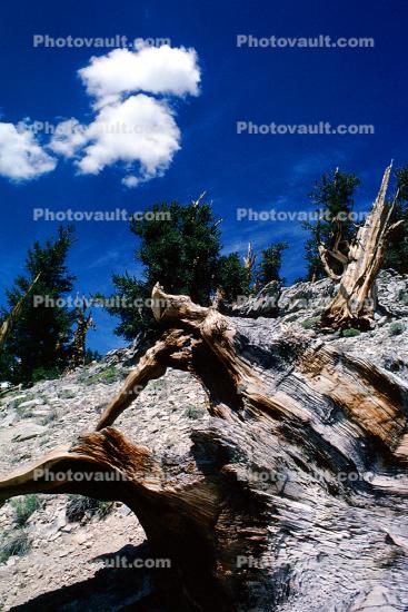 Clouds, Gnarled Twisted Trees, dry, desiccated, twistree, wood texture, (Pinus longaeva)
