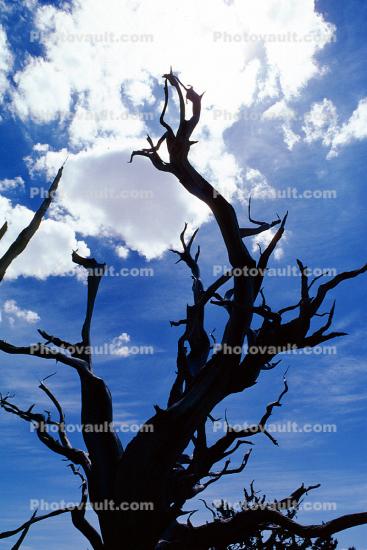 Gnarled Trees, dry, desiccated, twisted, twistree, (Pinus longaeva)