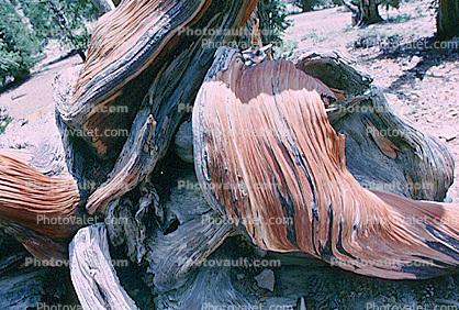 (Pinus longaeva), Gnarled Twisted Trees, dry, desiccated, twistree, wood texture