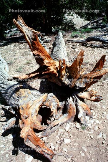 (Pinus longaeva), Writhing in pain, Gnarled Tree, roots, mouth agape, peridolia
