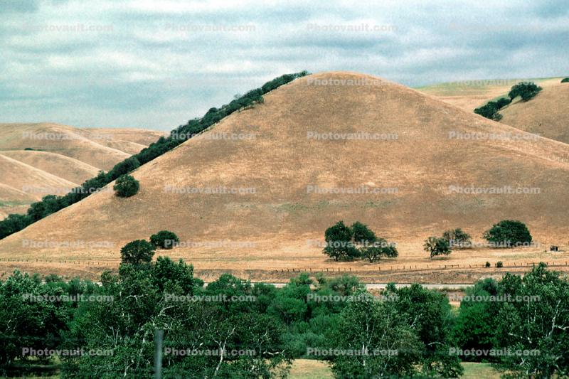 perfect hill, razorback, trees, dry, summer