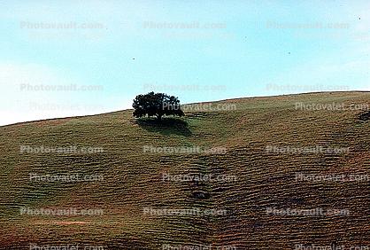 lone oak tree on a hill, terraced cow paths