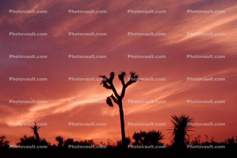 Sunset Clouds, Joshua Tree (Yucca brevifolia), Monocot, Asparagales, Asparagaceae, Agavoideae, Angiosperms