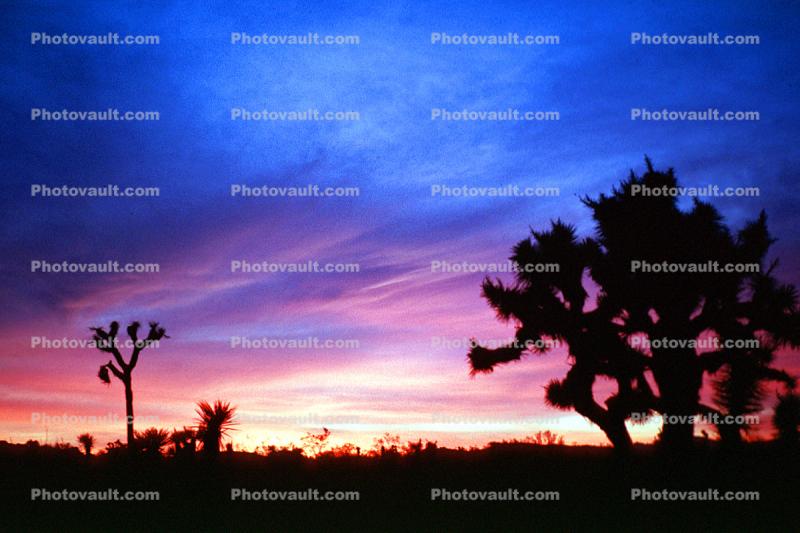 Sunset Clouds, Joshua Tree (Yucca brevifolia), Monocot, Asparagales, Asparagaceae, Agavoideae, Angiosperms