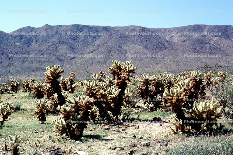 Cholla Cactus Garden, Joshua Tree National Monument