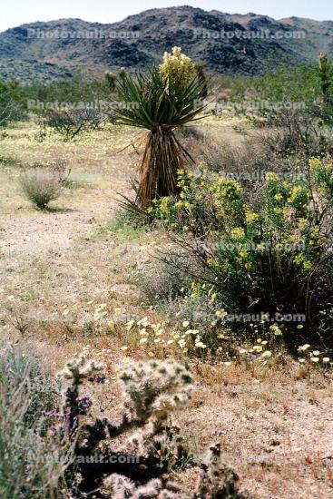 Yucca, flowers, Joshua Tree National Monument