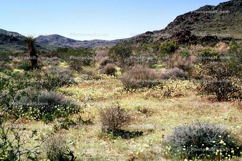 Yellow Desert Flowers, Field of Flowers, mountain, hills, valley