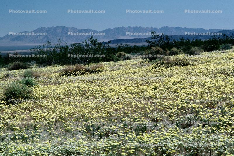 Yellow Desert Flowers, fields