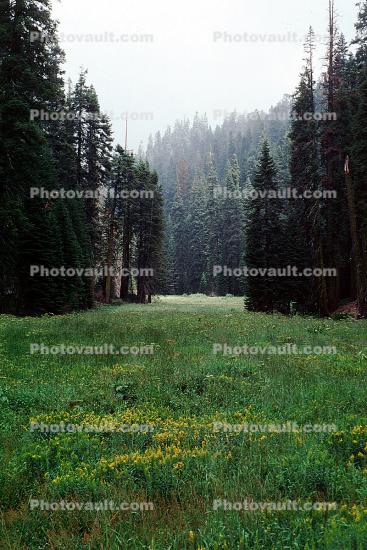 Meadow, Forest of Sequoia Trees