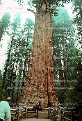 General Sherman Tree, (Sequoiadendron giganteum)