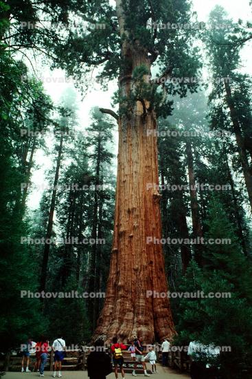 General Sherman Tree, (Sequoiadendron giganteum)