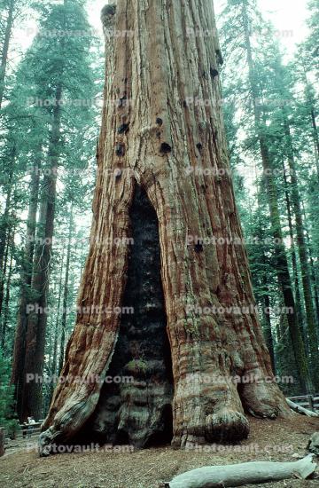 Burn Scar, Giant sequoia (Sequoiadendron giganteum)