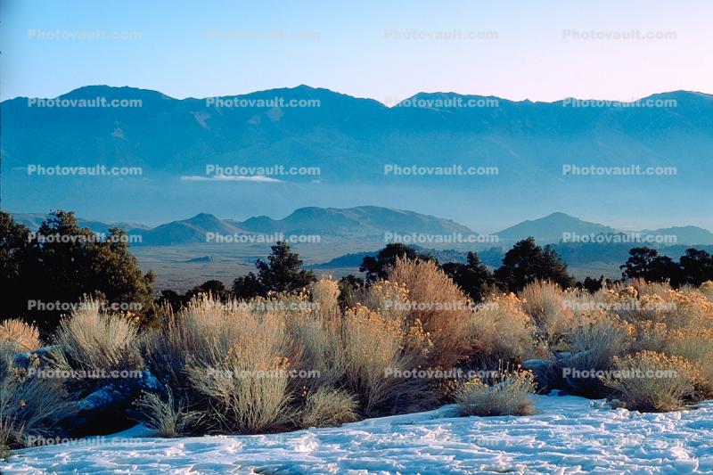 Creosote Bush, shrub, Mountain Range, snow, Owens Valley