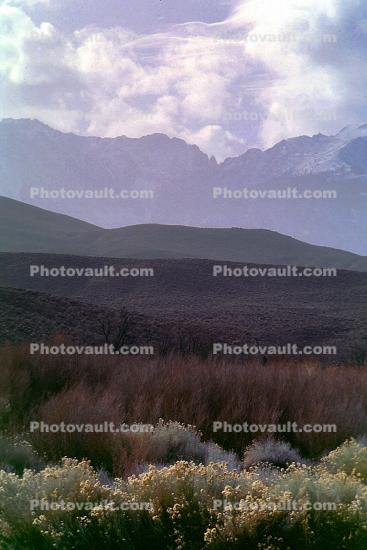 Creosote Bush, shrub, Mountain Range, snow, Owens Valley