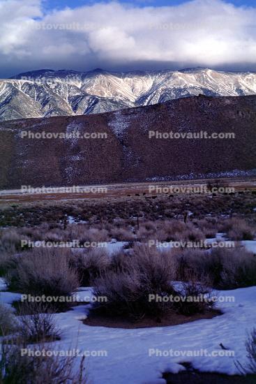 Creosote Bush, shrub, Mountain Range, snow, Owens Valley, Benton