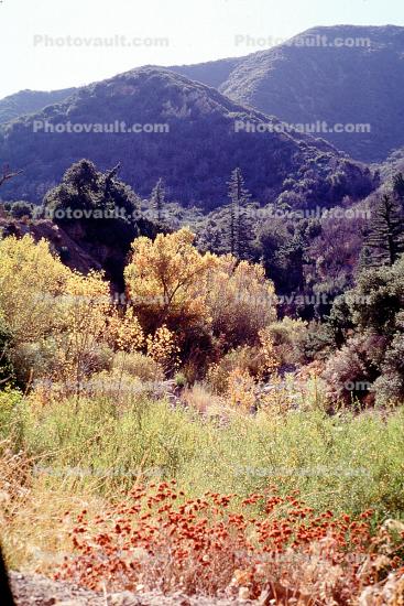 Trees, hills, Ojai, Ventura County